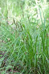 Fringed sedge